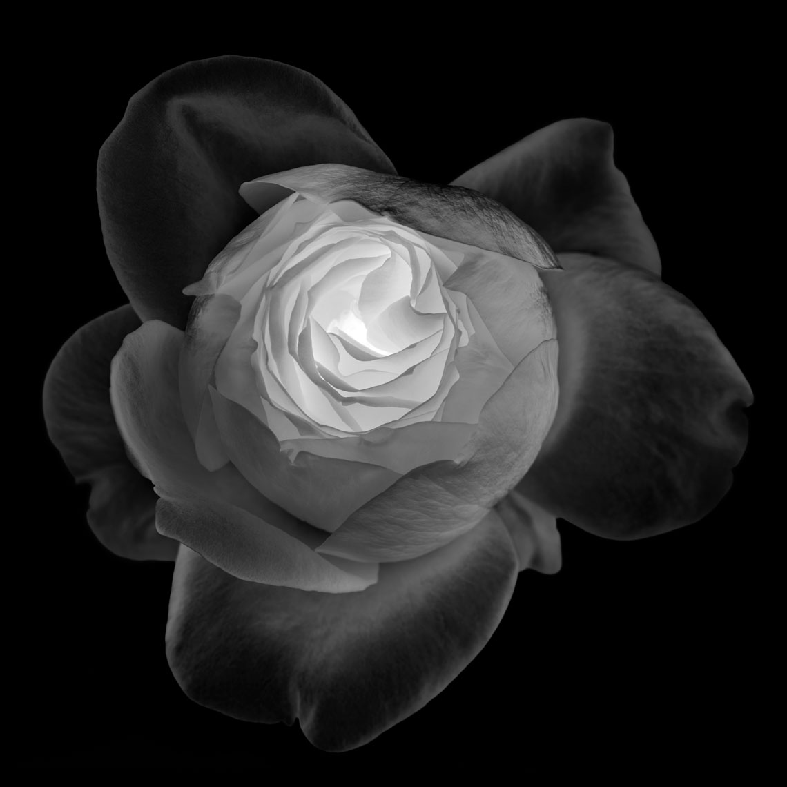 Black Rose