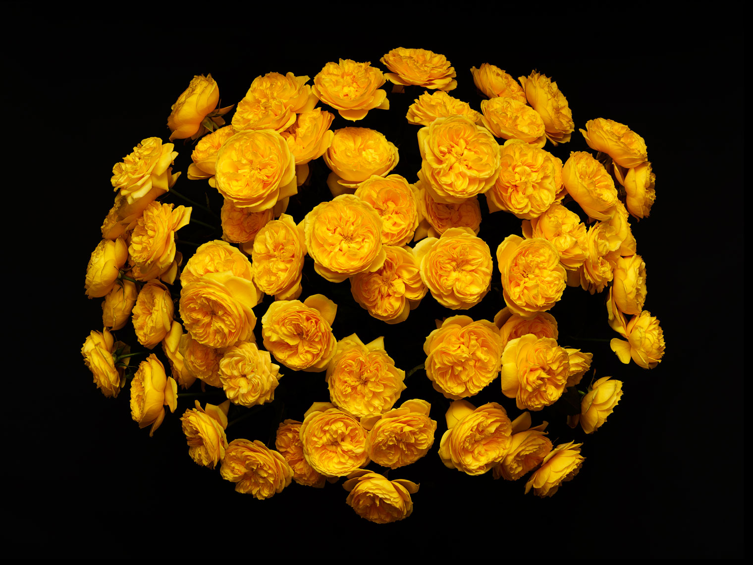 Yellow Blossom - 2