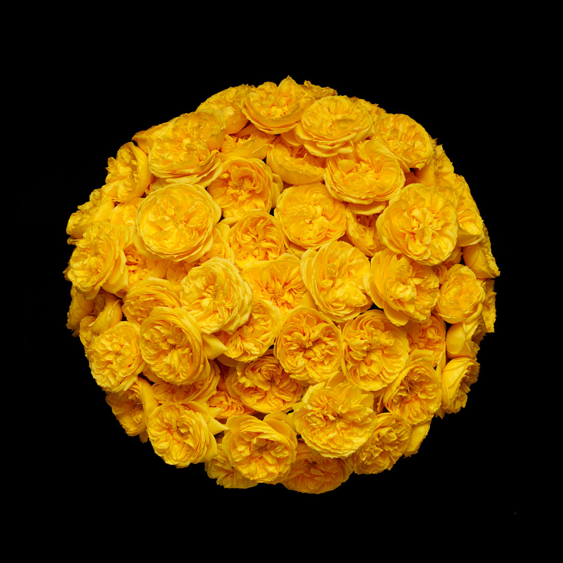 Yellow Blossom - 1